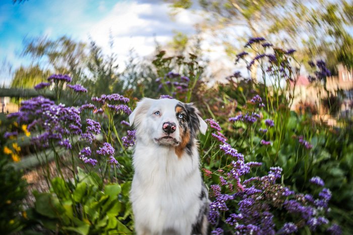 A dog portrait shot with the best lens for dog photography