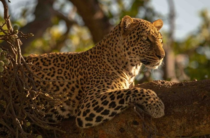 Leopard sitting in a tree captured with one of the best lenses for wildlife photography