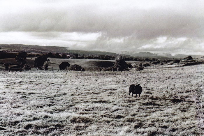 Lone sheep on the Oswestry hillfort on Fomapan 100