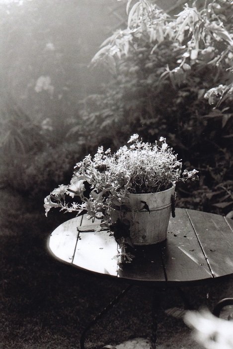 Flowerpot on a table in a garden on Fomapan 100
