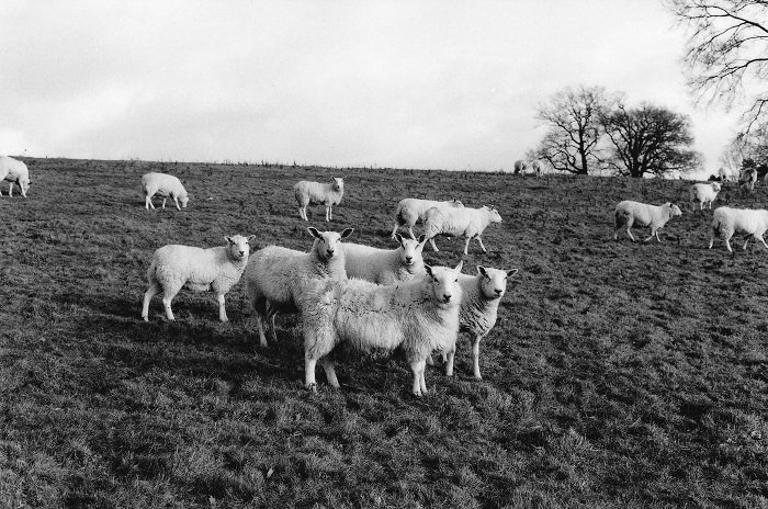 Black and white image of sheep shot on Fomapan 200