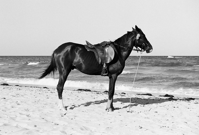 Black horse on a beach with Ilford PANF 50