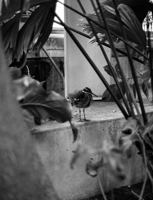 Small bird standing on a ledge shot on Kentmere 400