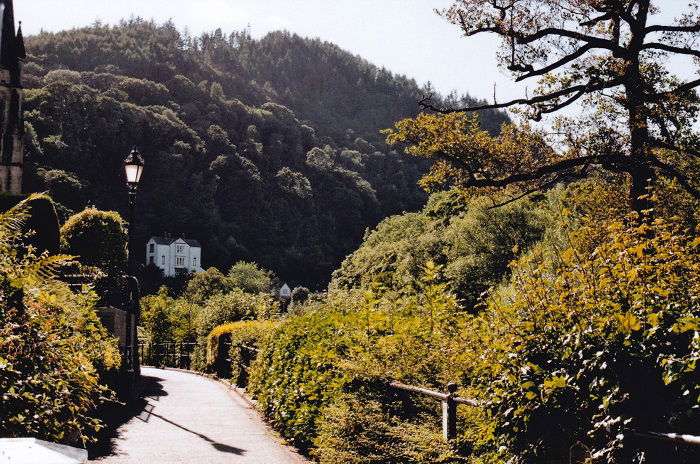 Small paved pathway lined with foliage