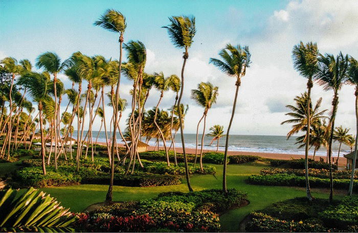 Palms trees blowing in the wind