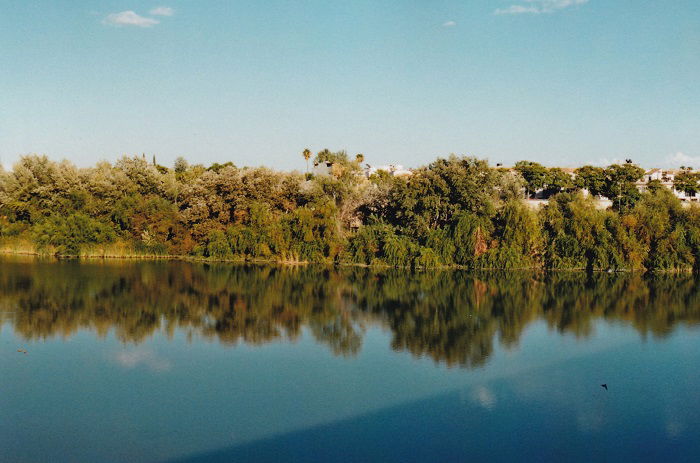 Trees reflected in a river