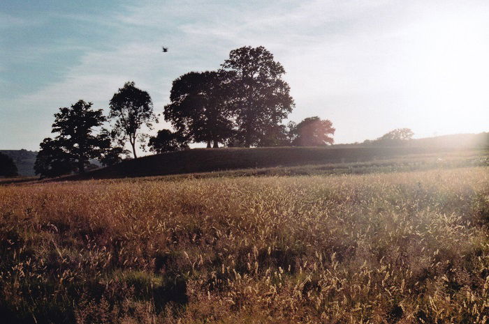 Field with trees on a mound outside Oswestry