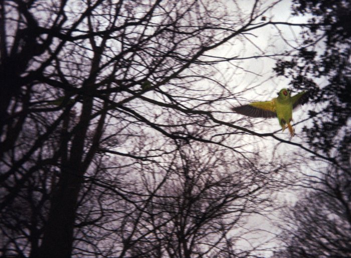 An image of a bird in flight with tree branches in the background