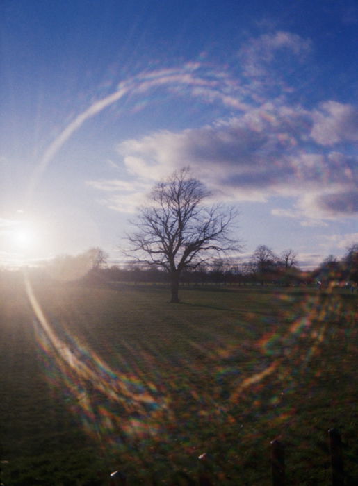 An image of a tree in the middle of a circular lens flare