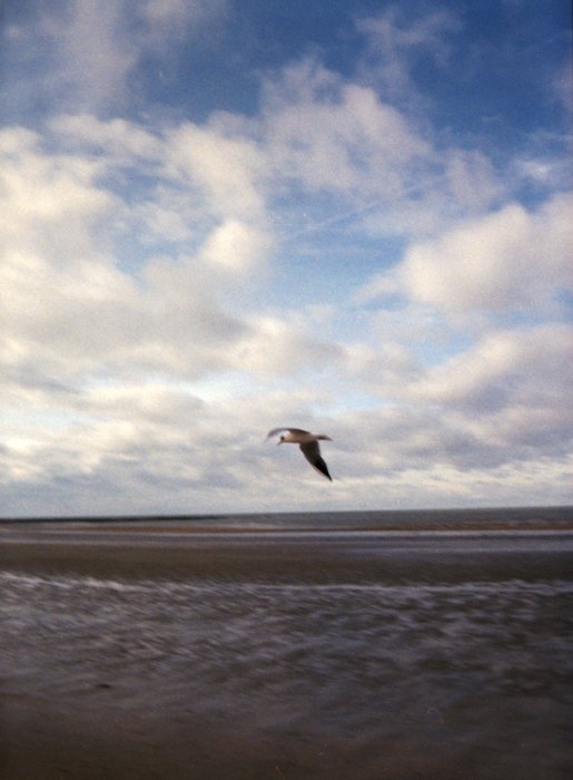 An image of a seagull in flight on a beach