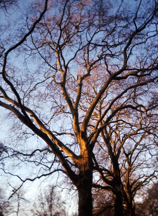 A tree at sunset 