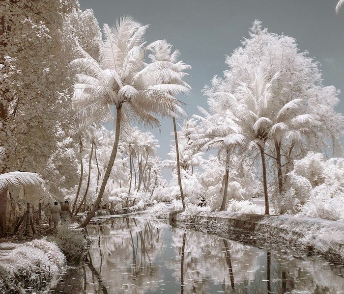 A tropical lanscape of trees and water shot with an infrared filter