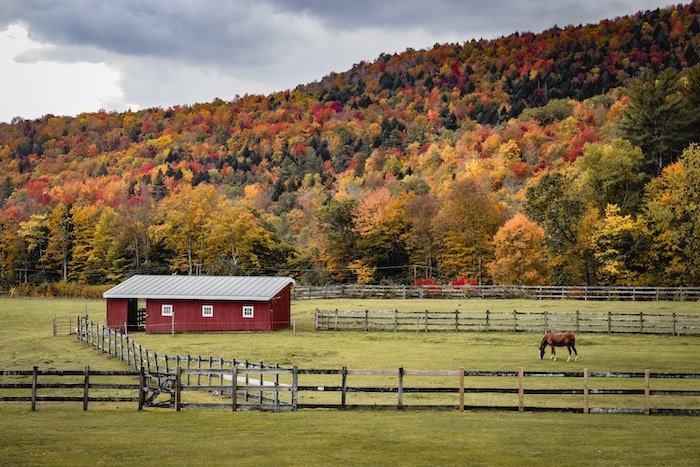 Autumn landscape of trees, a horse, stable, and fencing
