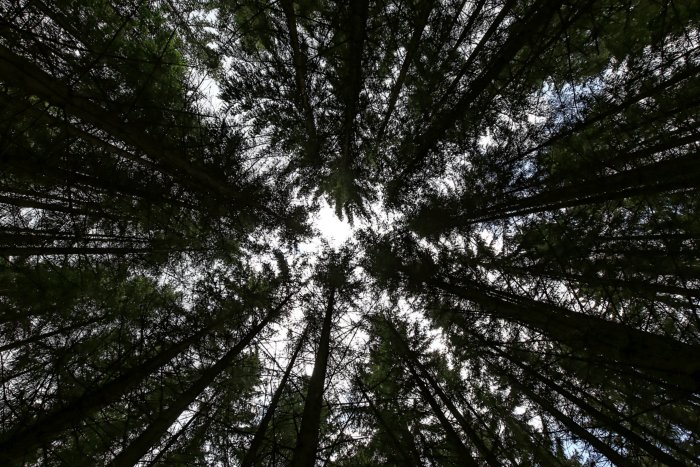 Abstract photo of pine trees looking up at the sky