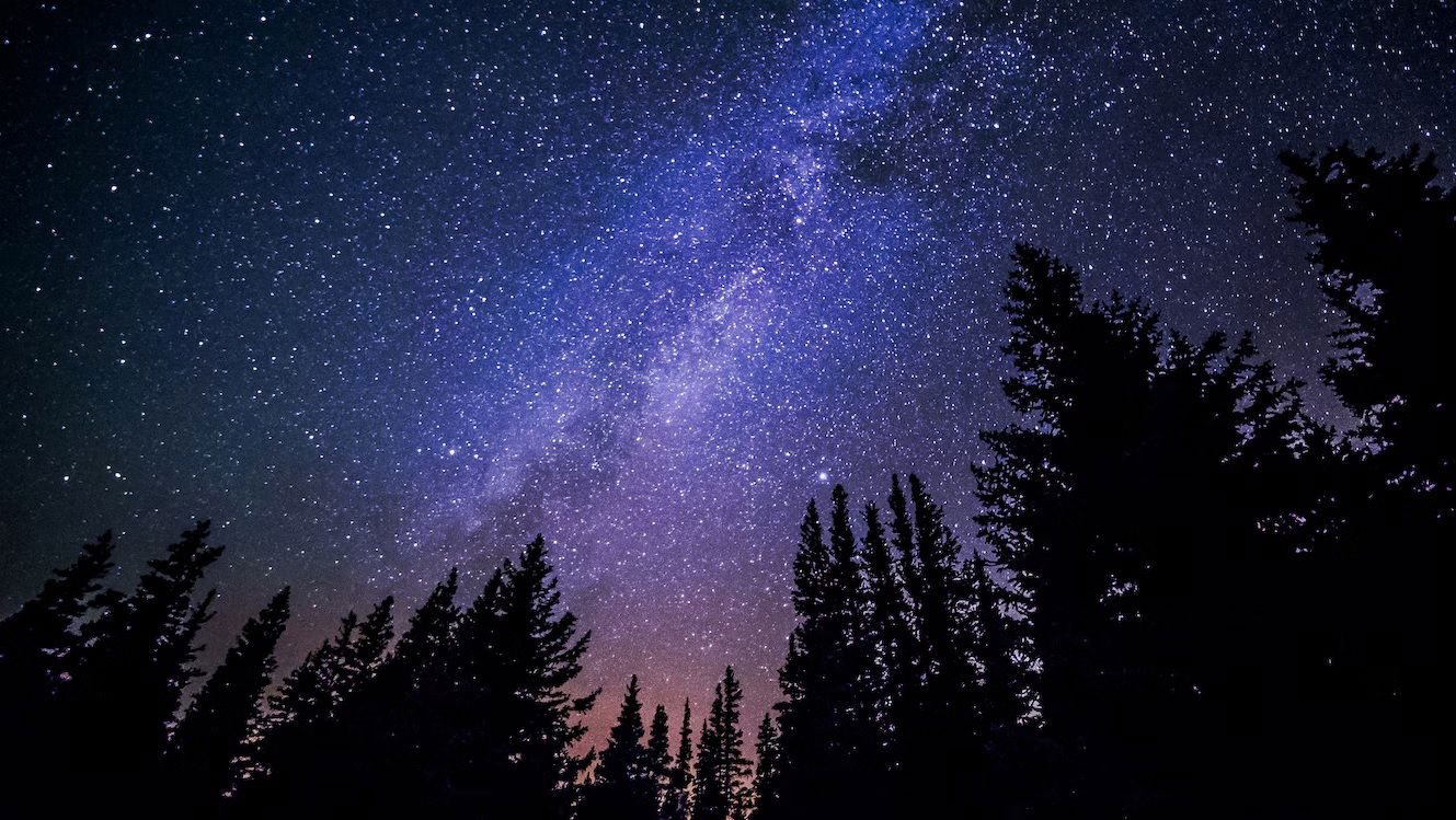 Night sky with lots of star with dark trees in the foreground