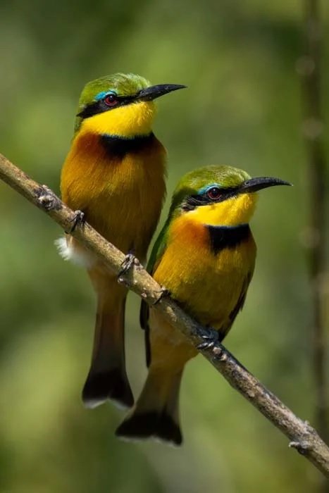 Two colorful birds sitting on a tree branch