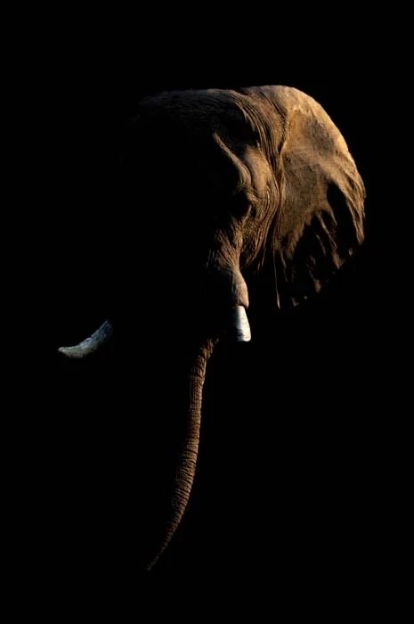 Elephant emerging from the darkness