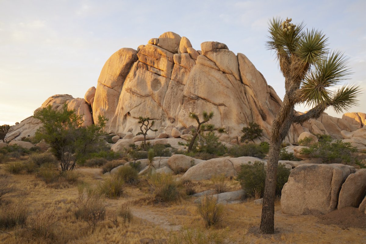 Capture One edited image of desert rock formations and trees