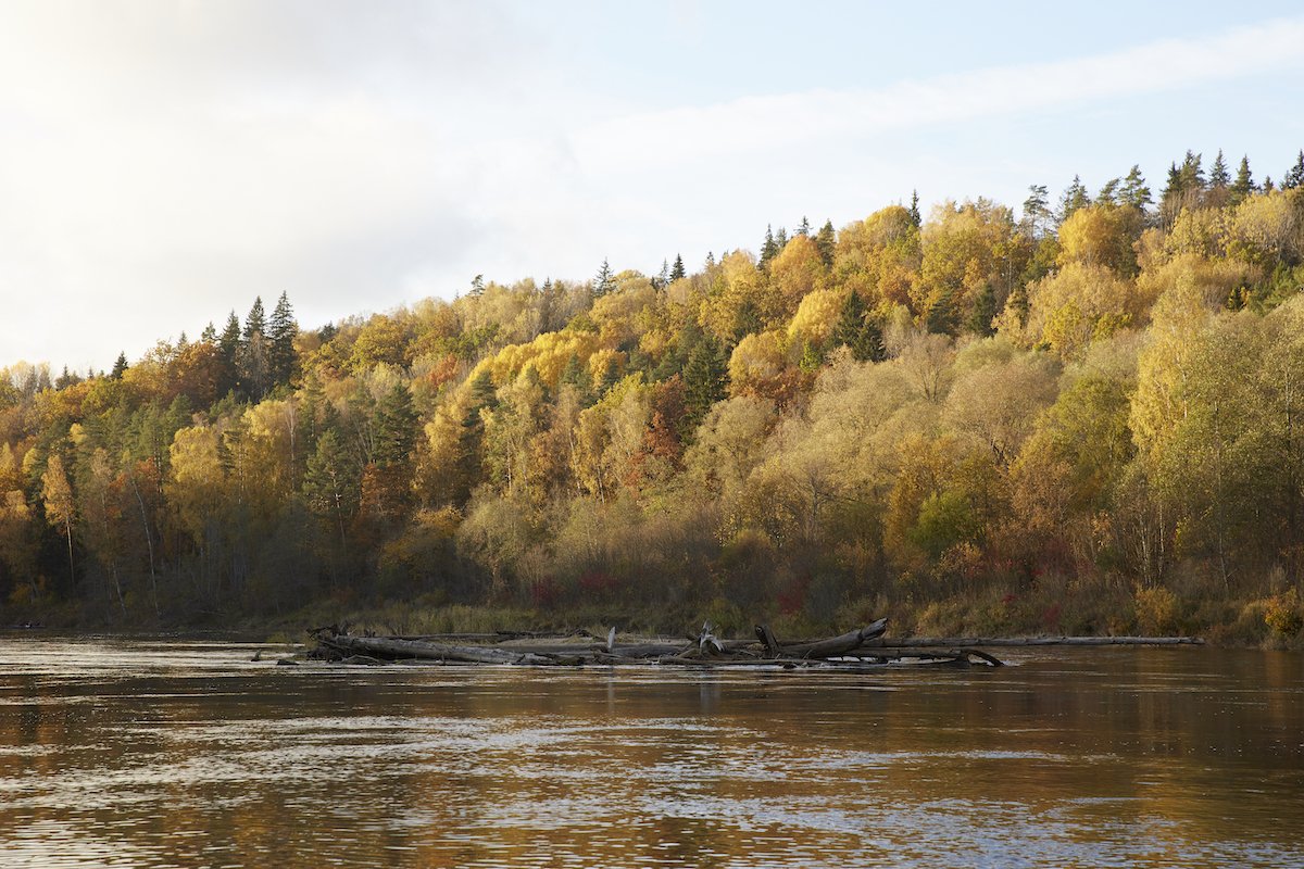 Trees in autumn along a river