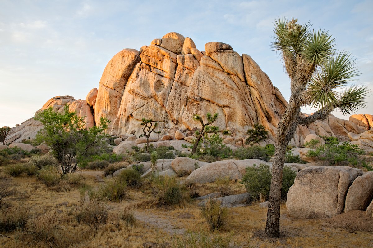 Desert tree landscape edited with DxO PhotoLab 7