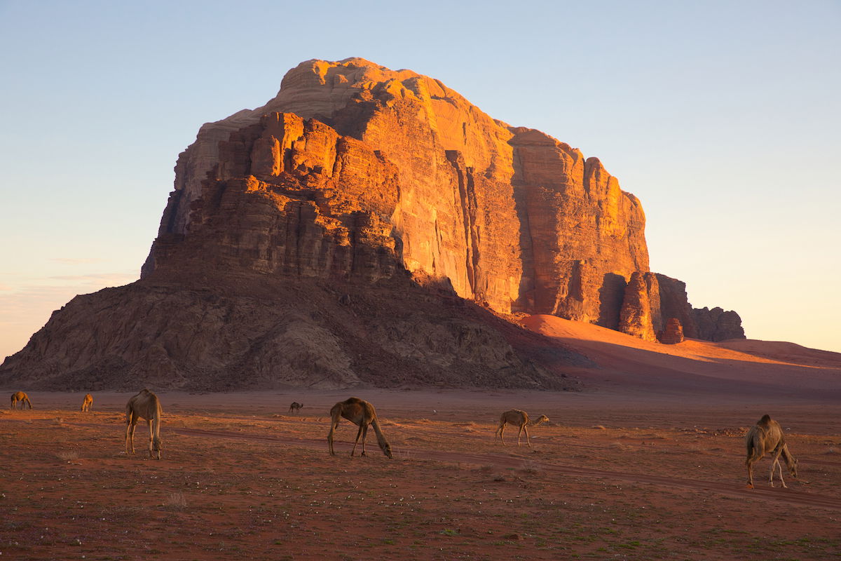 Edited image of a mountain with camels in the foreground