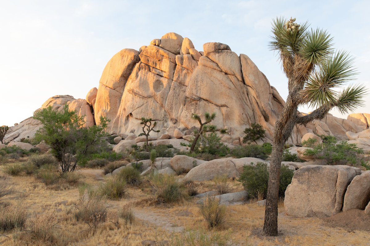 RAW landscape image of desert rock formation and trees