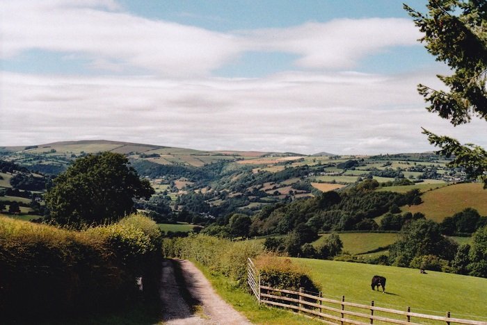 Landscape image of green rolling hills with a cow in the foreground