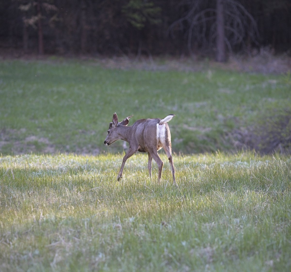 image of a deer grazing in a field