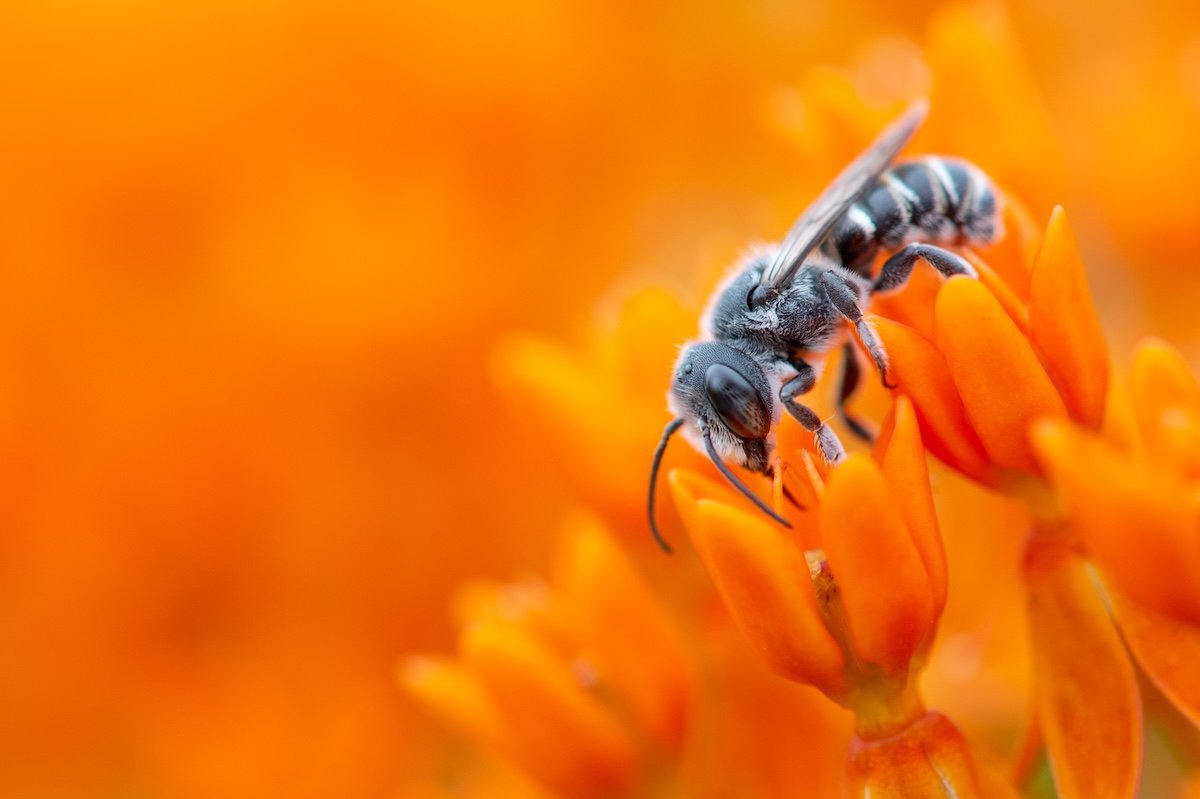 A black bee on an orange flower shot on a tripod for macro photography