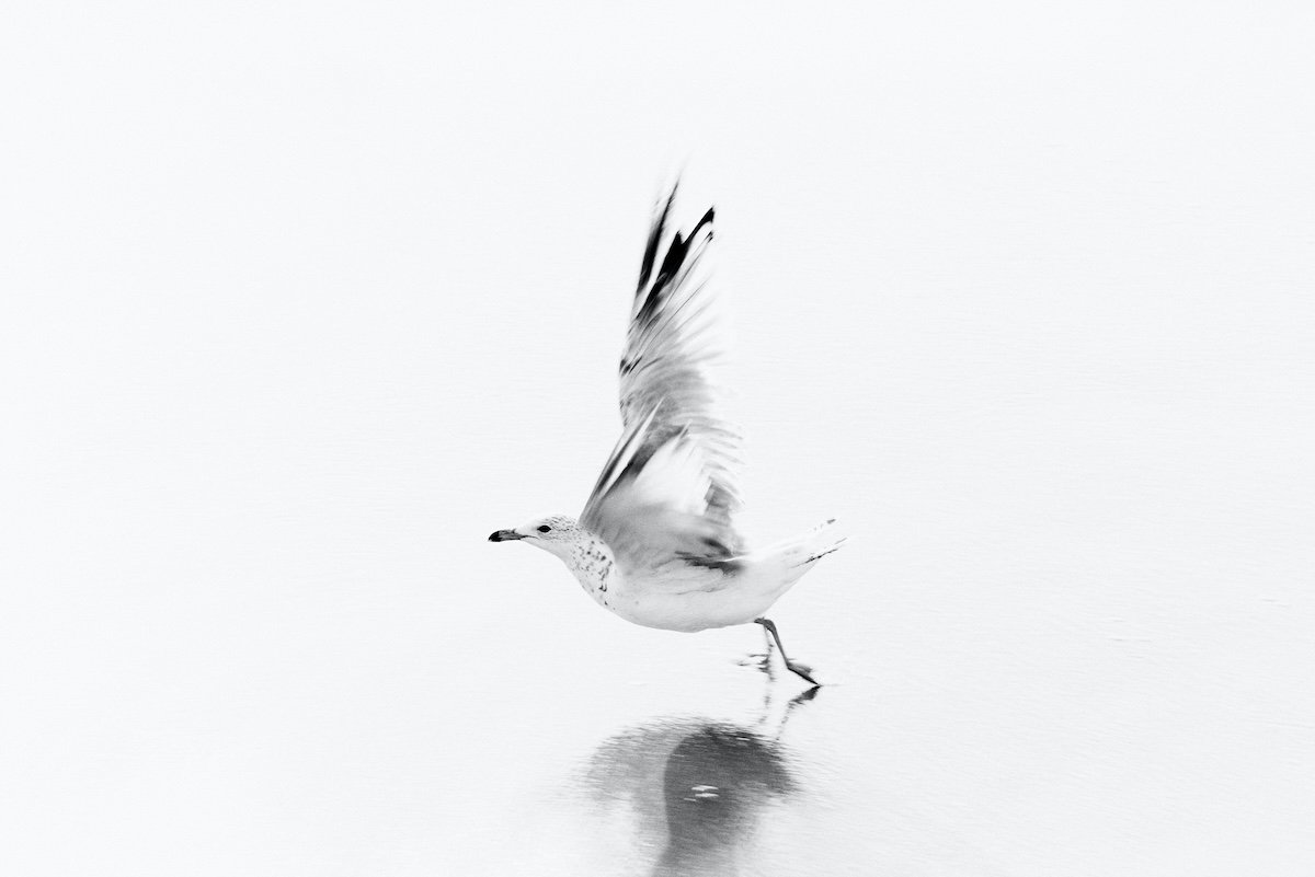 A bird taking flight with high-key light