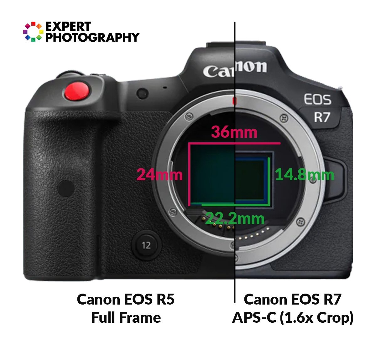 A comparison of sensor sizes on full-frame and APS-C Canon cameras