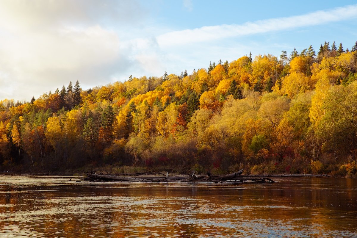 photograph of trees along a bank of a river in fall edited in lightroom