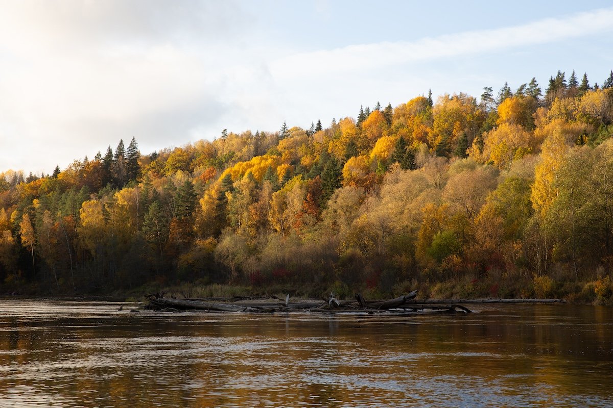 photograph of trees along a bank of a river in fall