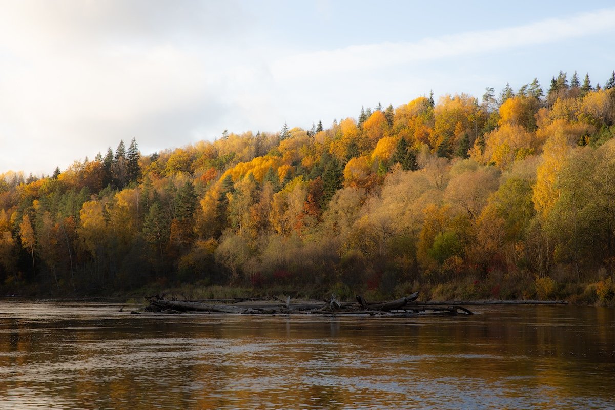 photograph of a riverside forest in the fall with a reduction in clarity in Lightroom