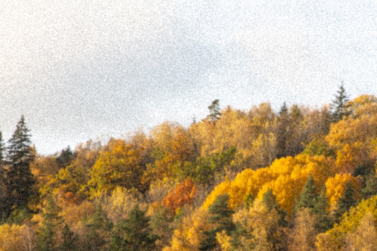 a section of a photograph of a riverside forest in the fall highlighting large grain applied
