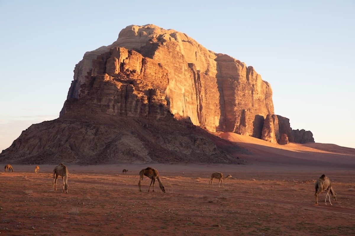 photograph of a mountain with camels in the foreground