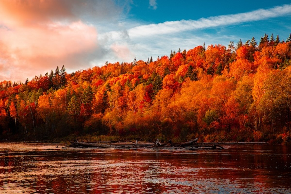 a lightroom preset has changed a photograph of a riverside in fall showing yellow trees to orange and red leaves