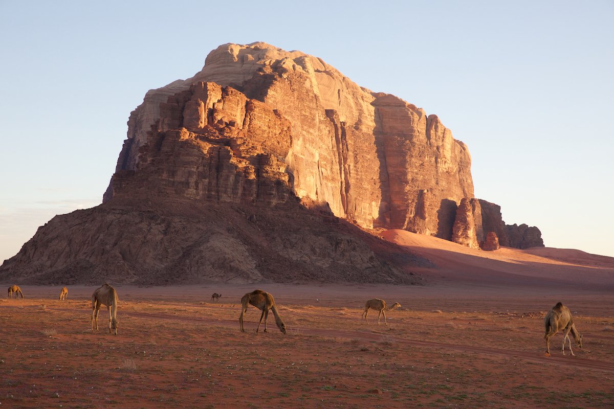 photograph of a mountain in the desert with camels in the foreground