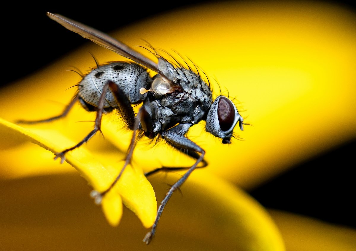Close-up of a fly on a yellow flower taken with macro photography gear