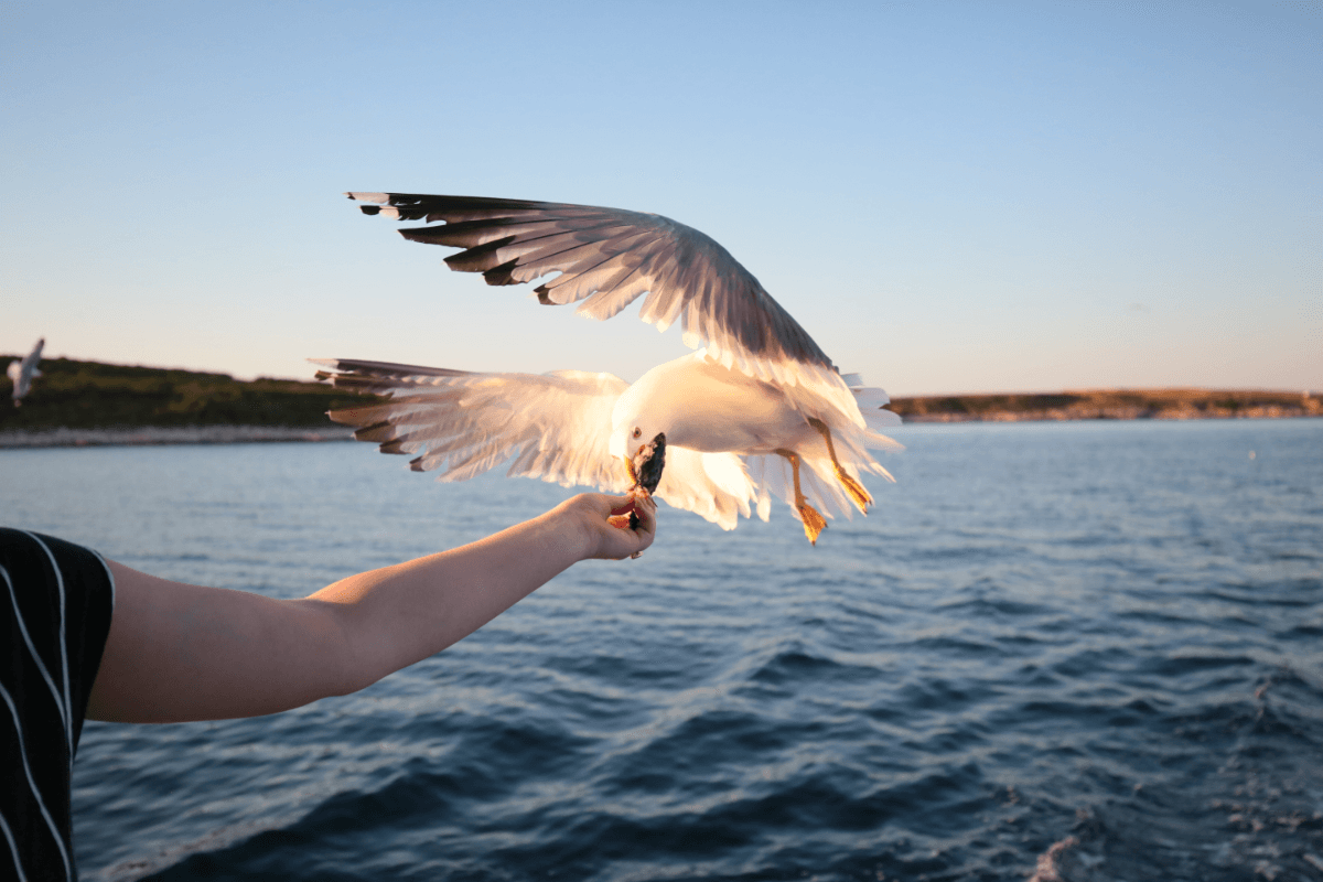 A seagull feeding from someone's hand