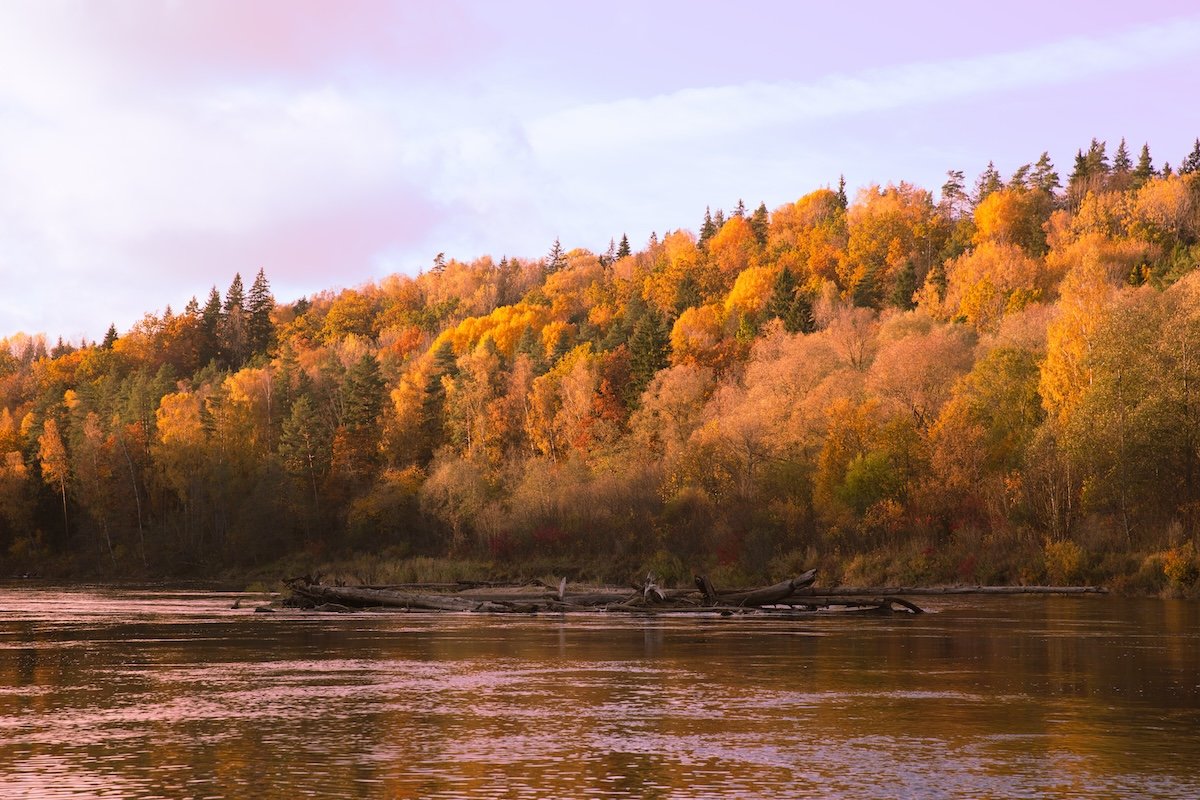 photograph of trees along a bank of a river in fall with color grading over it