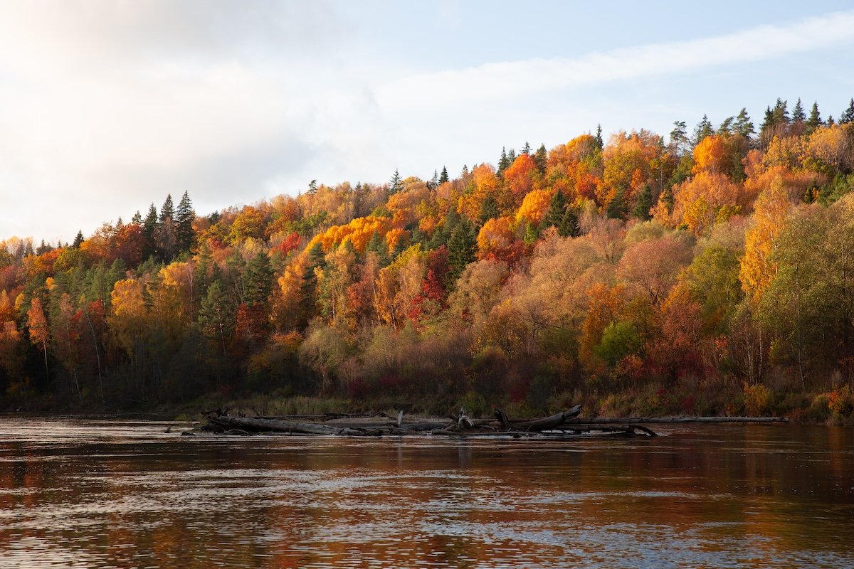 photograph of trees along a bank of a river in fall with the orange hue adjusted