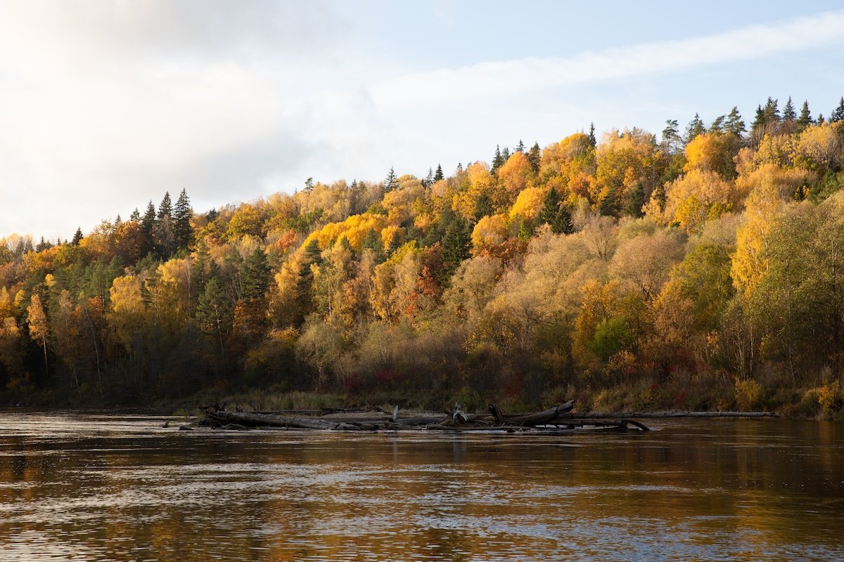 photograph of trees along a bank of a river in fall with added luminane to the orange channel