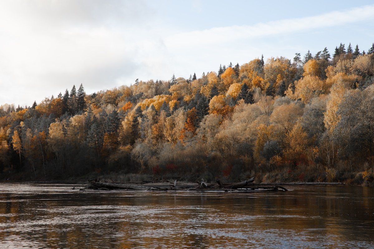 photograph of trees along a bank of a river in fall with the yellow saturation decreased