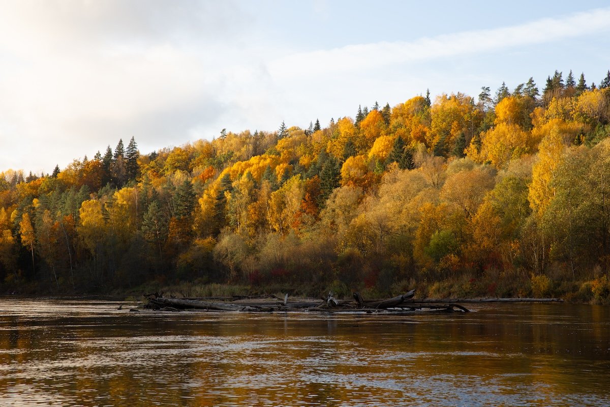 photograph of trees along a bank of a river in fall with the orange saturation increased