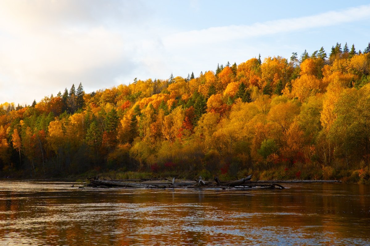 photograph of trees along a bank of a river in fall with increased saturation