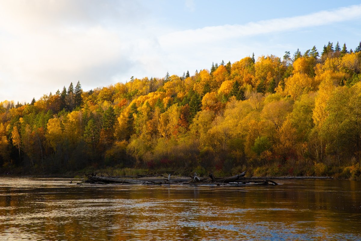 photograph of trees along a bank of a river in fall with increased vibrance