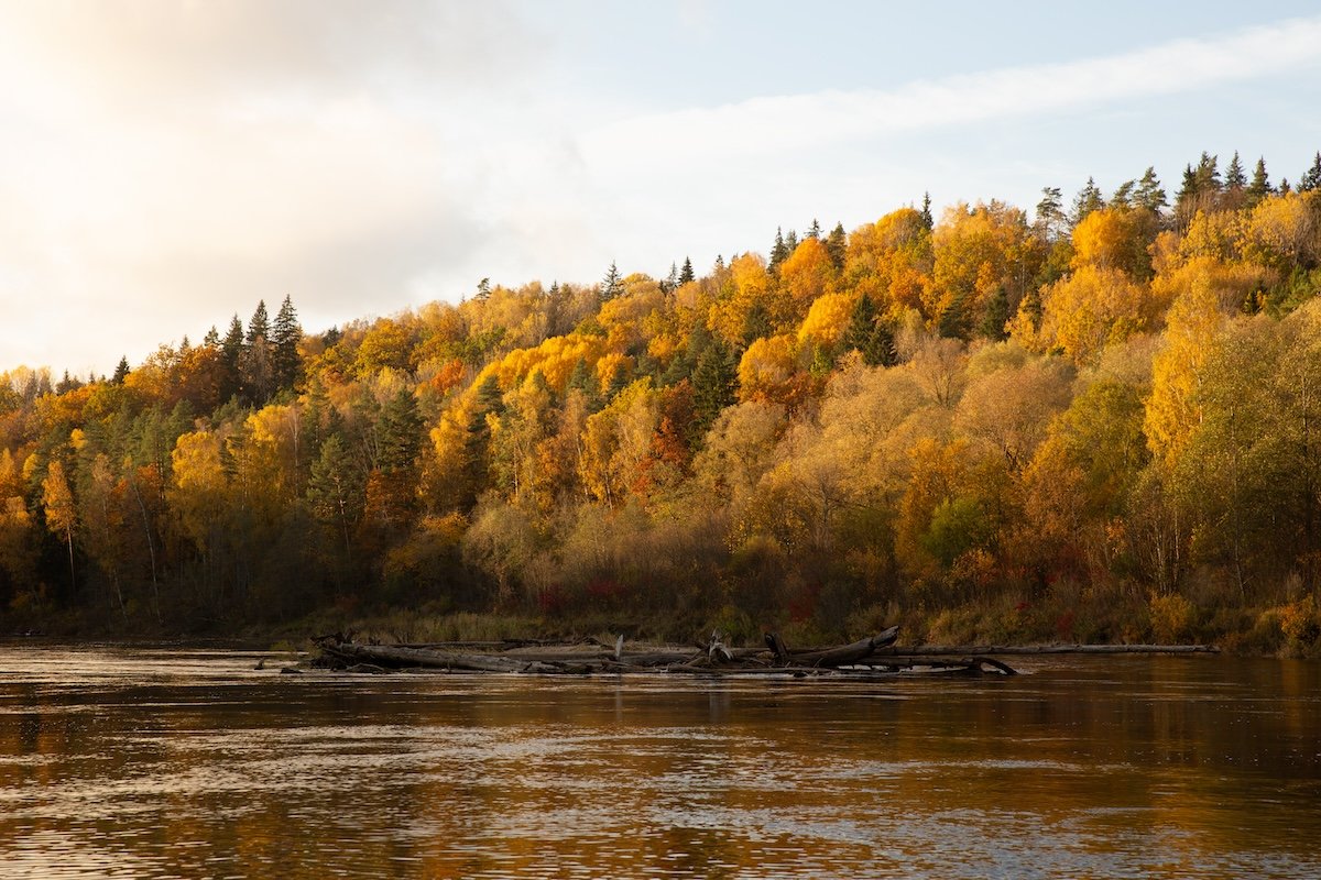 photograph of trees along a bank of a river in fall with increased warmth