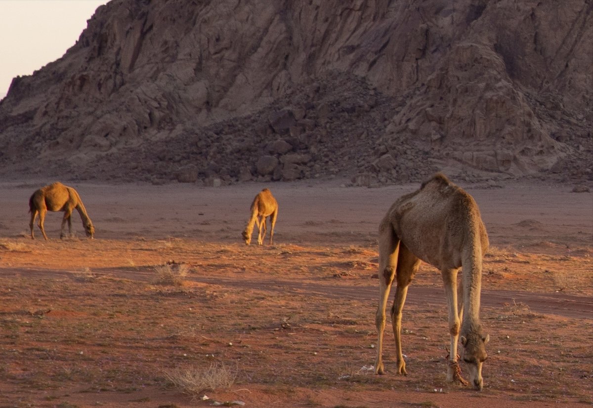 Crop of photograph of a mountain with camels in the foreground
