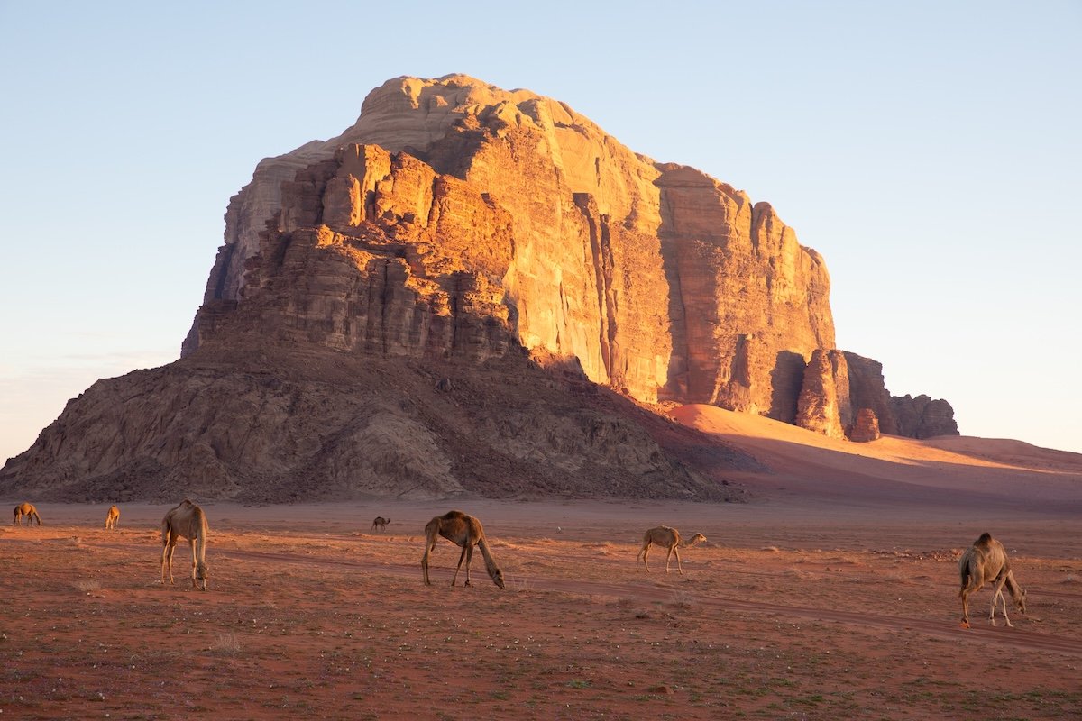 edited photograph of a mountain with camels in the foreground